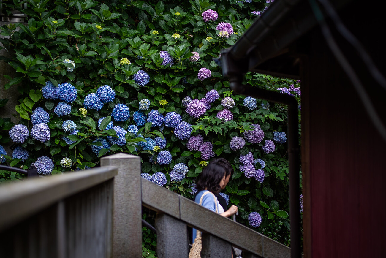 jie 紫陽花 紫陽花の季節2025｜donguri