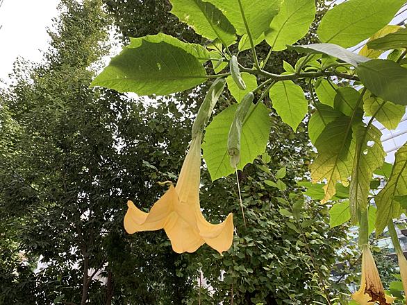 エンジェルストランペットとは 動植物の人気 最新記事を集めました はてな