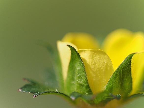 ヘビイチゴとは 動植物の人気 最新記事を集めました はてな