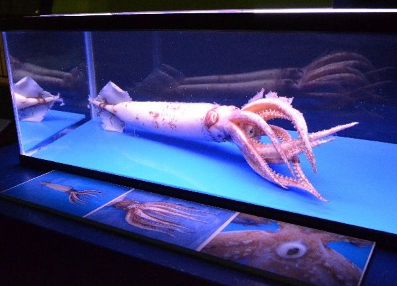 珍しい「8本足のイカ」捕獲 上越市立水族博物館で標本展示中 - 上越