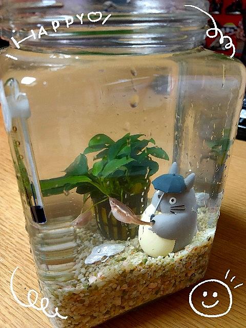 アカヒレとは 動植物の人気 最新記事を集めました はてな