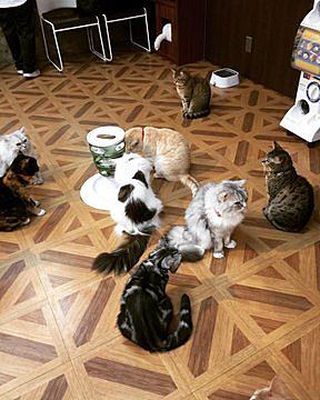 ねこぶくろとは 動植物の人気 最新記事を集めました はてな