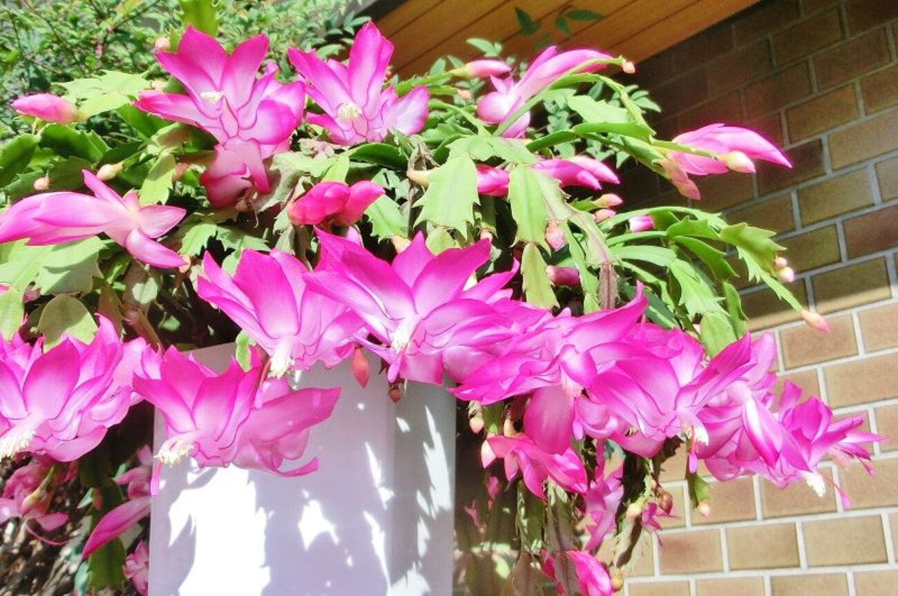 backend=imagemagick;version=1;