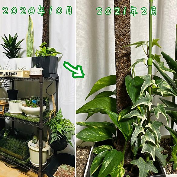 ポトスとは 動植物の人気 最新記事を集めました はてな
