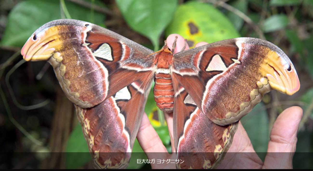 二つ折りの恋文ー蛾も仲間です！ ヘッセ『少年の日の思い出