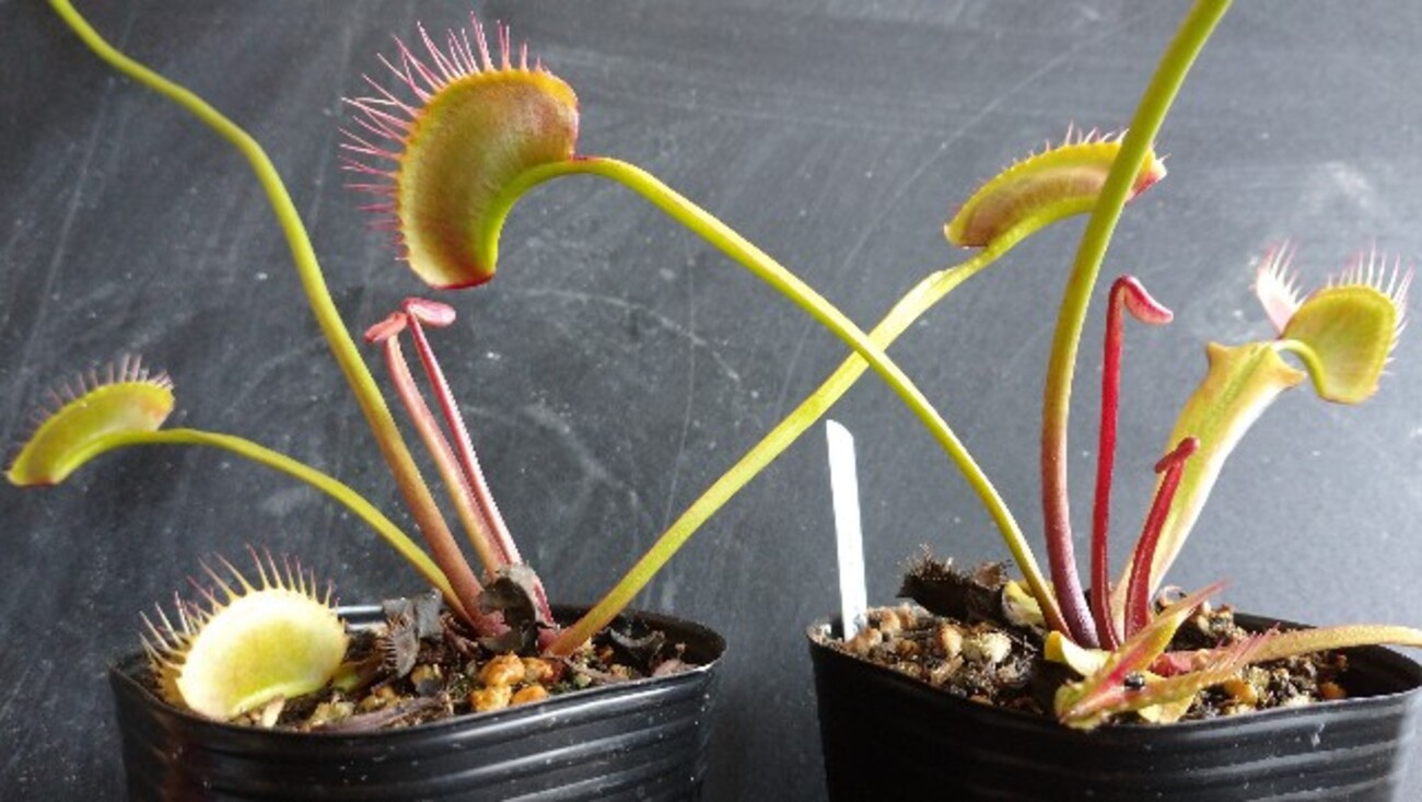 Catopsis morreniana giant form 食虫植物 Catopsis Morreniana - Etsy