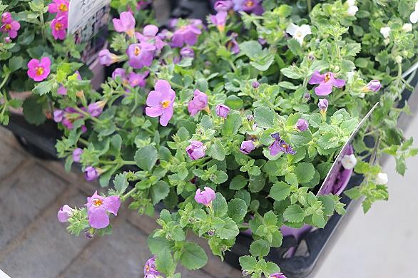 ハゴロモジャスミンとは 動植物の人気 最新記事を集めました はてな ハゴロモジャスミンとは 動植物の人気 最新記事を集めました はてな
