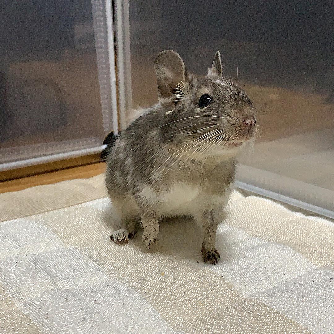 うさぎ デグー ハムスター飼いの小動物大好きブログ