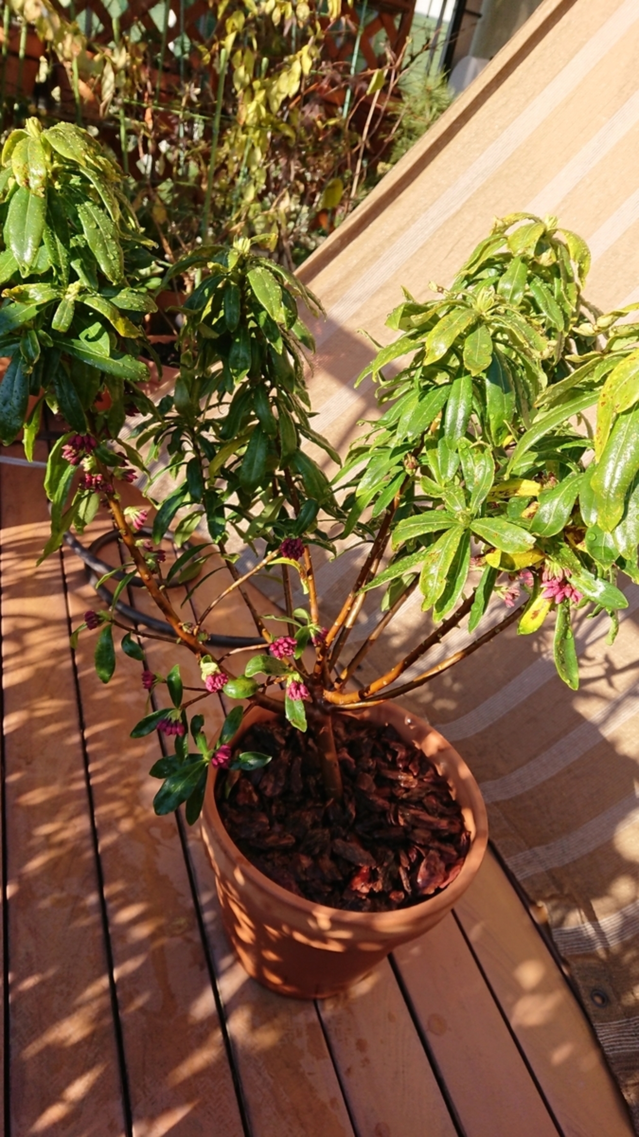 沈丁花ページ④ imgrc0088782475.jpg