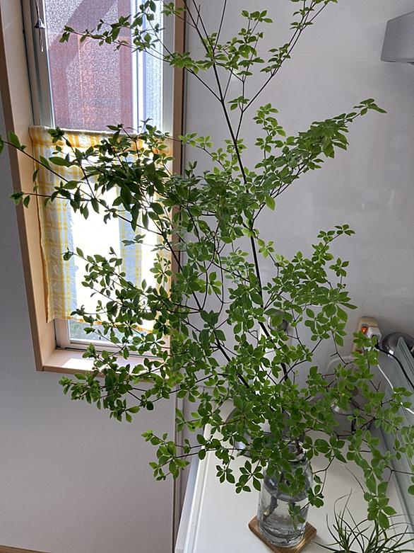 トックリランとは 動植物の人気 最新記事を集めました はてな