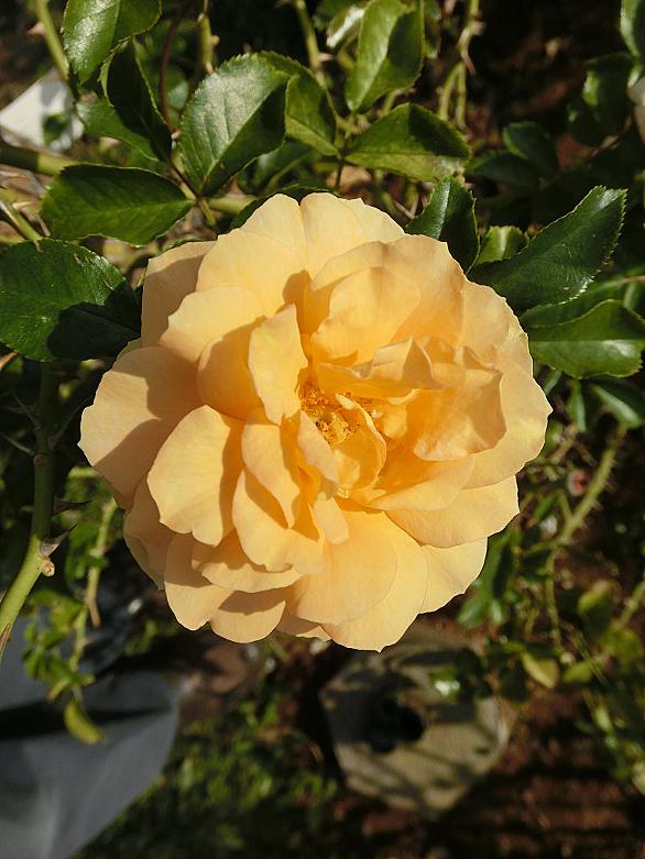 八女津姫とは 動植物の人気 最新記事を集めました はてな 八女津姫とは 動植物の人気 最新記事を集めました はてな