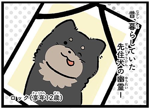 先住犬とは 人気 最新記事を集めました はてな