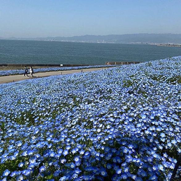 舞洲とは 地理の人気 最新記事を集めました はてな