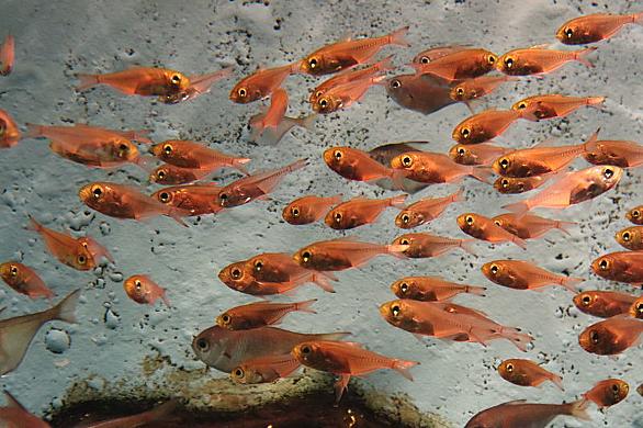 ヒカリキンメダイとは 動植物の人気 最新記事を集めました はてな