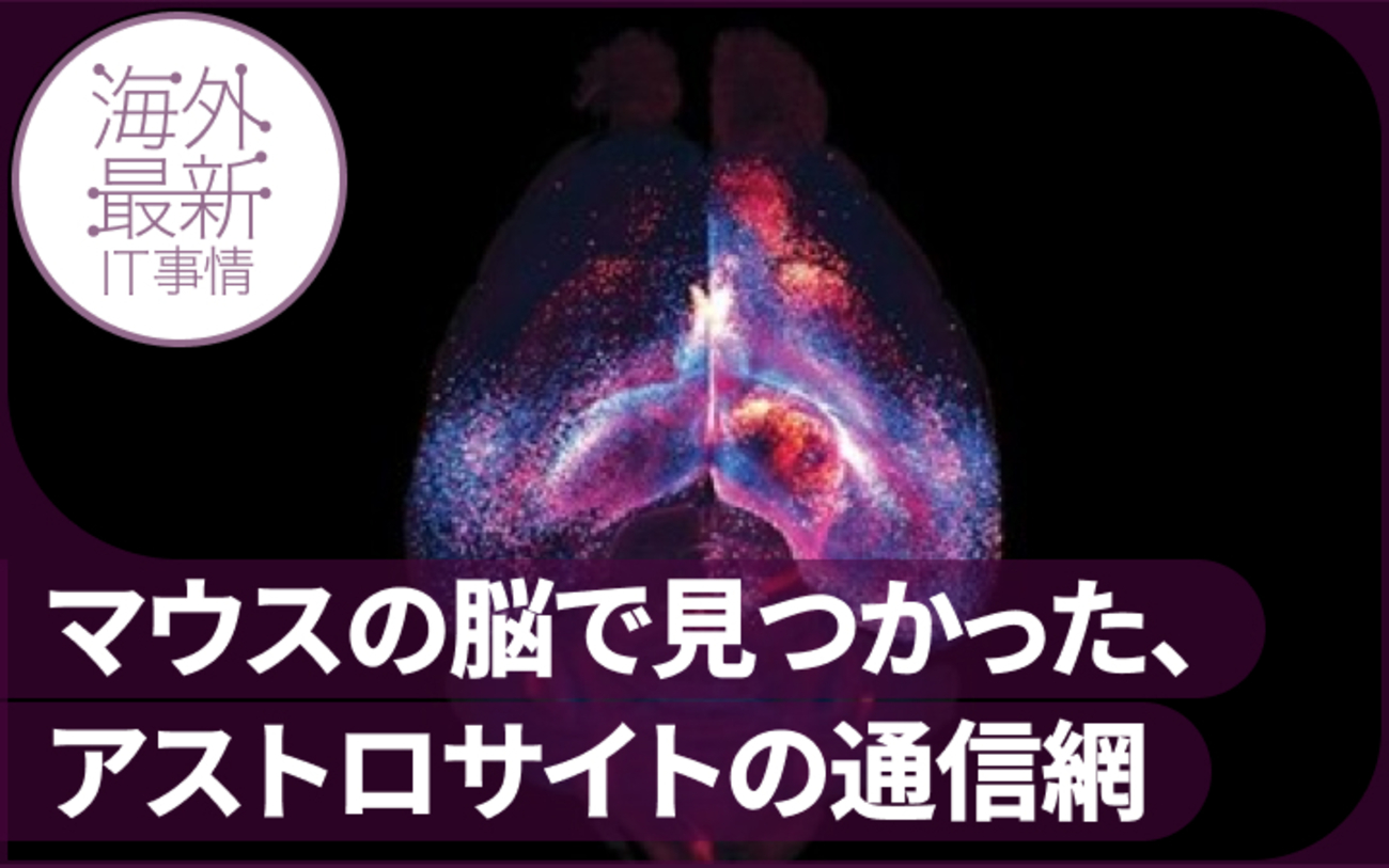 脳全体の通信網はニューロンだけではなかった」 1世紀の常識覆す、裏方