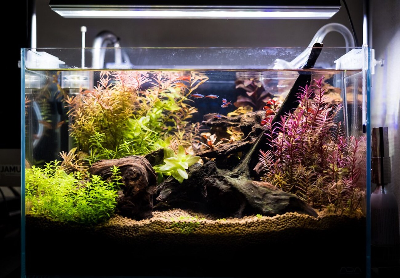 ADA45cm水槽、生体、フィルターほか一式