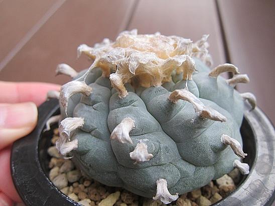 烏羽玉とは 動植物の人気 最新記事を集めました はてな 烏羽玉とは 動植物の人気 最新記事を集めました はてな