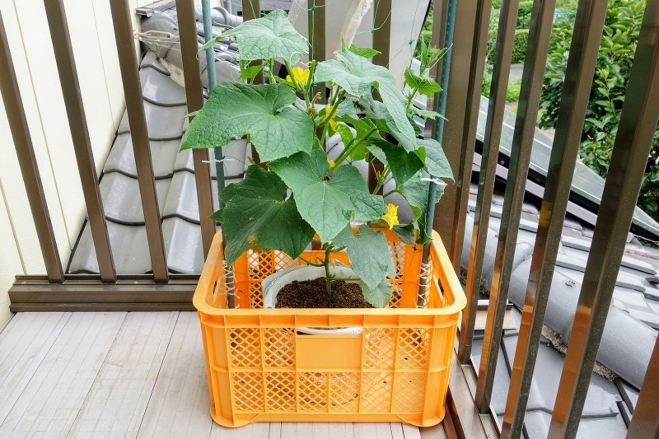 水耕栽培キット 通販 水耕栽培 野菜栽培 家庭菜園 屋内用水耕栽培 