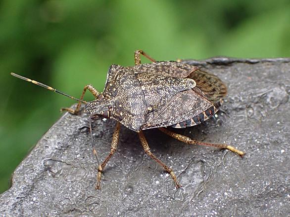 ミナミアオカメムシとは 動植物の人気 最新記事を集めました はてな