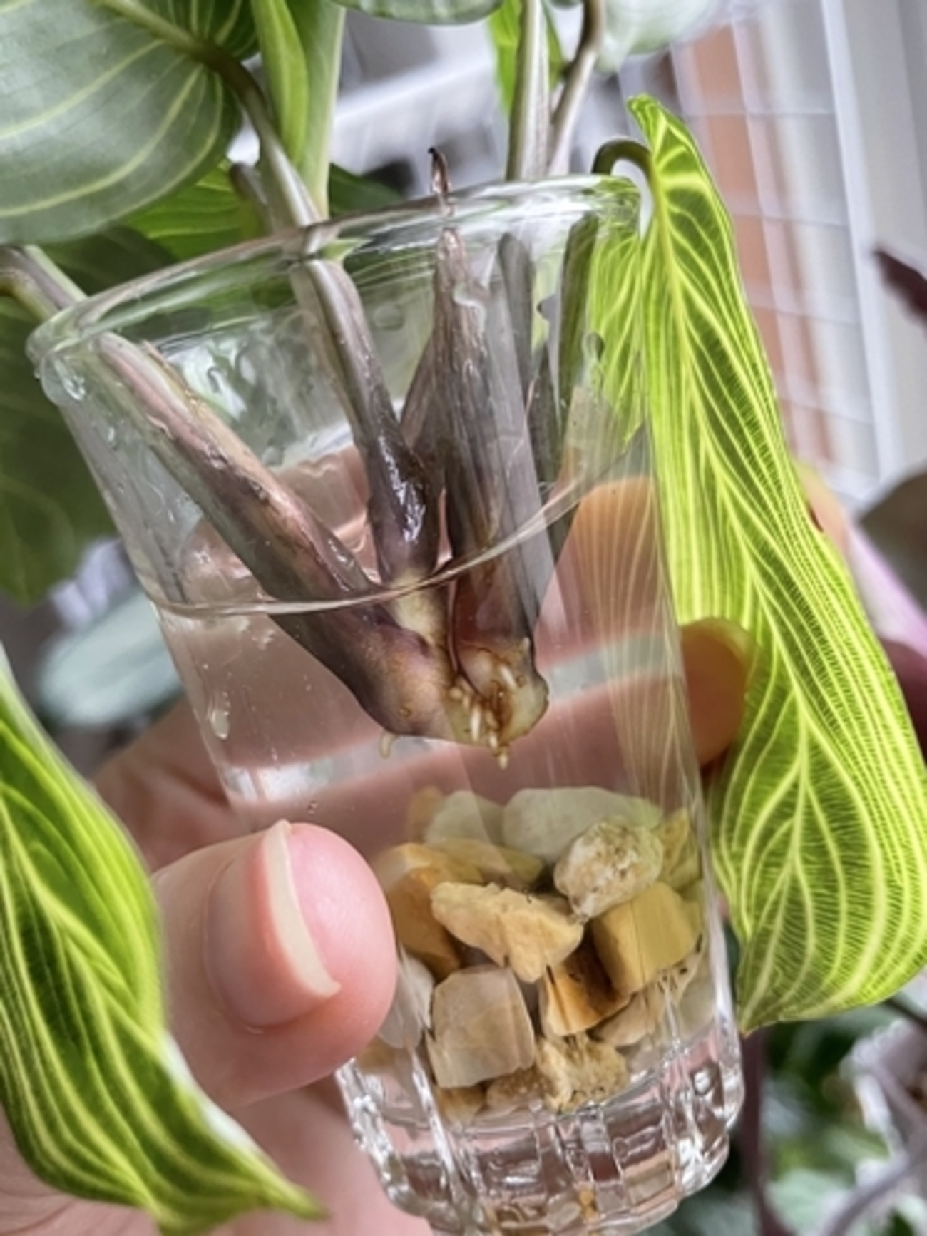 backend=imagemagick;version=1;