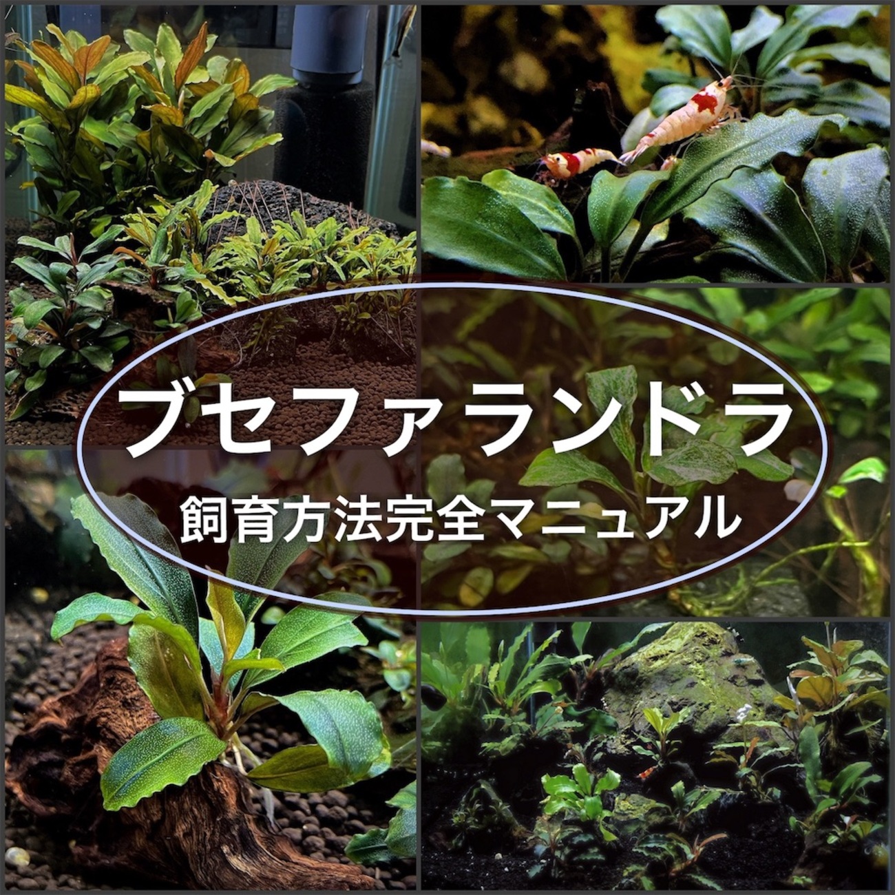 ブセファランドラ『１４種１４株』【完全水中葉】溶岩石活着株 ブセファランドラ『14種14株』【完全水中葉】溶岩石活着株