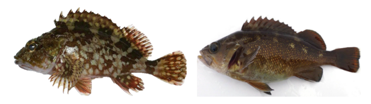 カサゴとメバルを一発で見分ける方法をまとめる！ - sky fishing