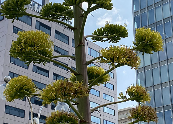 アオノリュウゼツランとは 動植物の人気 最新記事を集めました はてな
