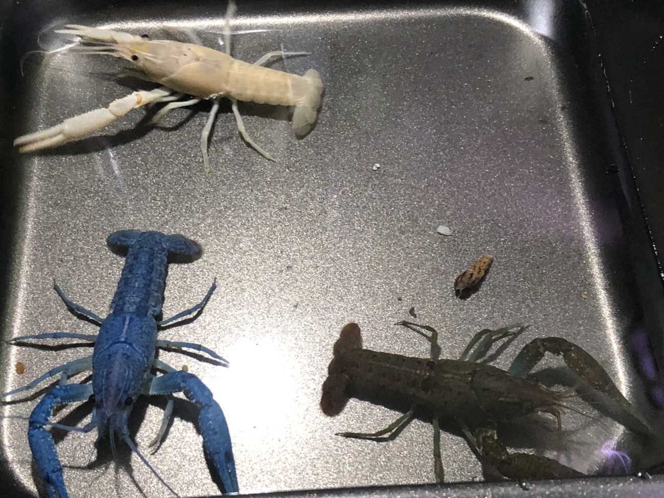 ザリガニのペアリングポイント？ - ザリガニ・ウーパールーパーの世界