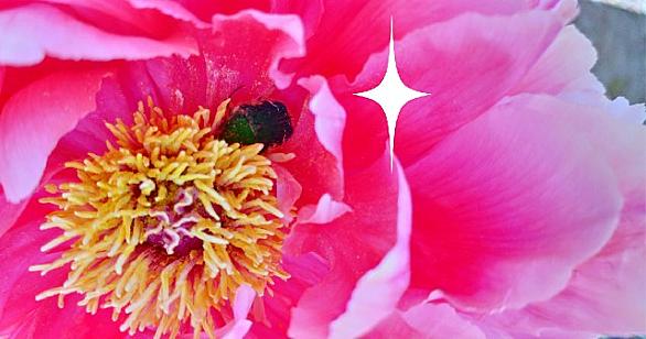 カナブンとは 動植物の人気 最新記事を集めました はてな