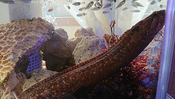 アイナメとは 動植物の人気 最新記事を集めました はてな アイナメとは 動植物の人気 最新記事を集めました はてな