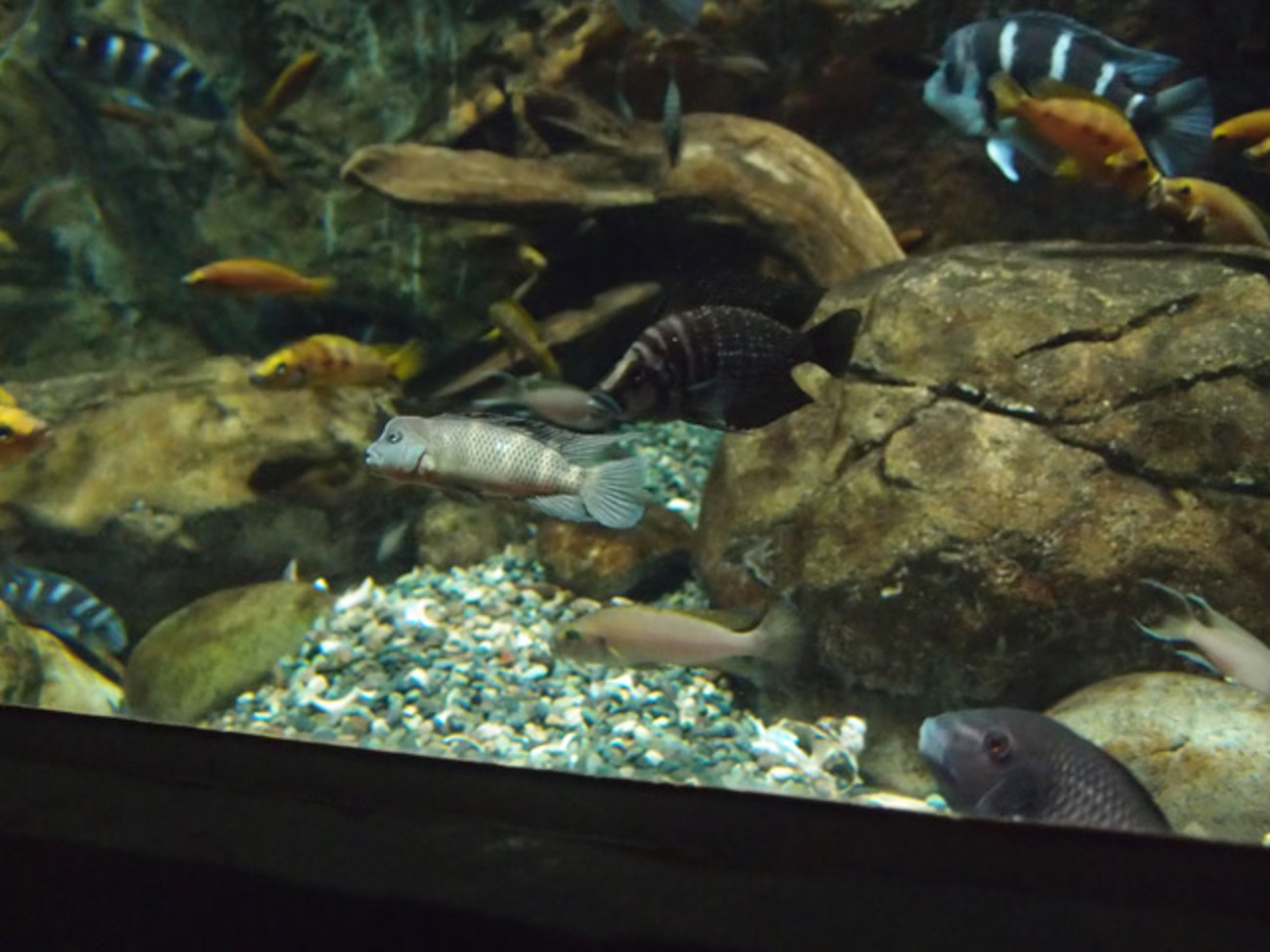 タンガニイカ シクリッド 自然図鑑 Tanganyika Cichlids 洋書