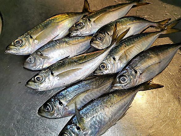 アジとは 食の人気 最新記事を集めました はてな アジとは 食の人気 最新記事を集めました はてな