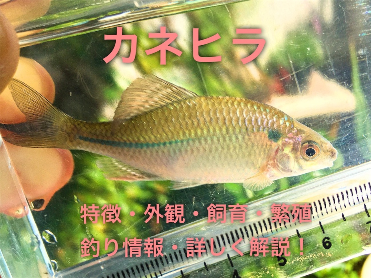 カネヒラの特徴・外観・飼育・繁殖・釣り情報を詳しく解説！ - たなごGo！