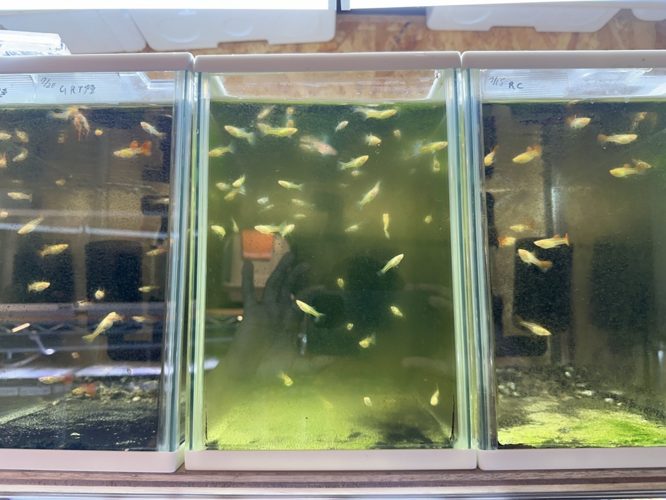 水槽が青水・グリーンウォーターになってしまう原因と対策方法を詳しく