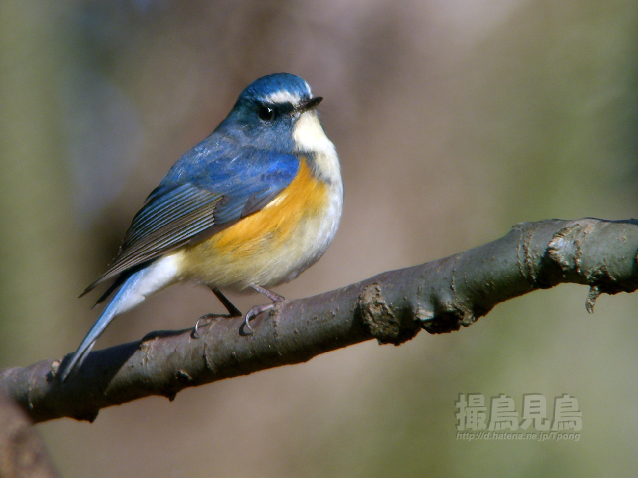 backend=imagemagick;version=1; 