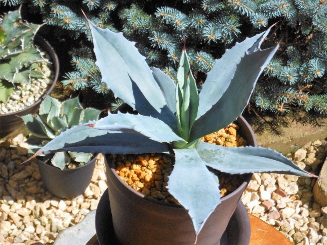 アガベ ウインテリアーナ 公式通販 ウインテリアーナagave winteriana 