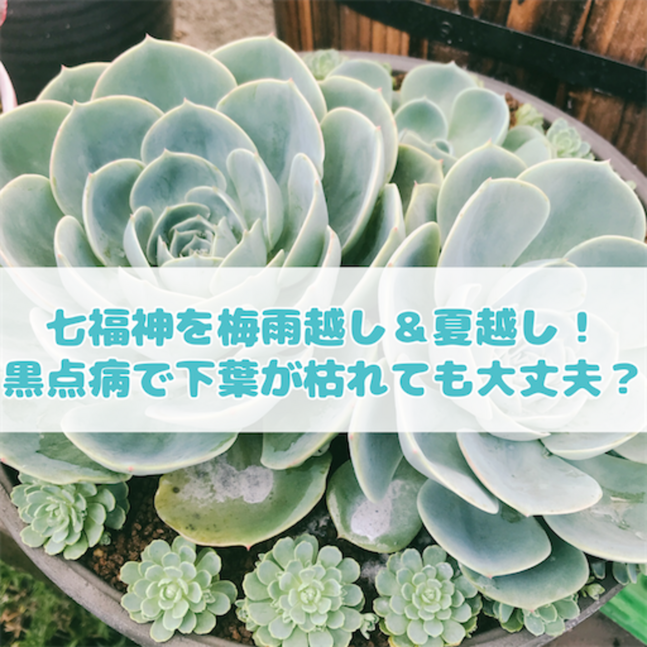 たにログ332 七福神の梅雨＆夏越しに挑戦！黒点病（黒星病）で下葉が 
