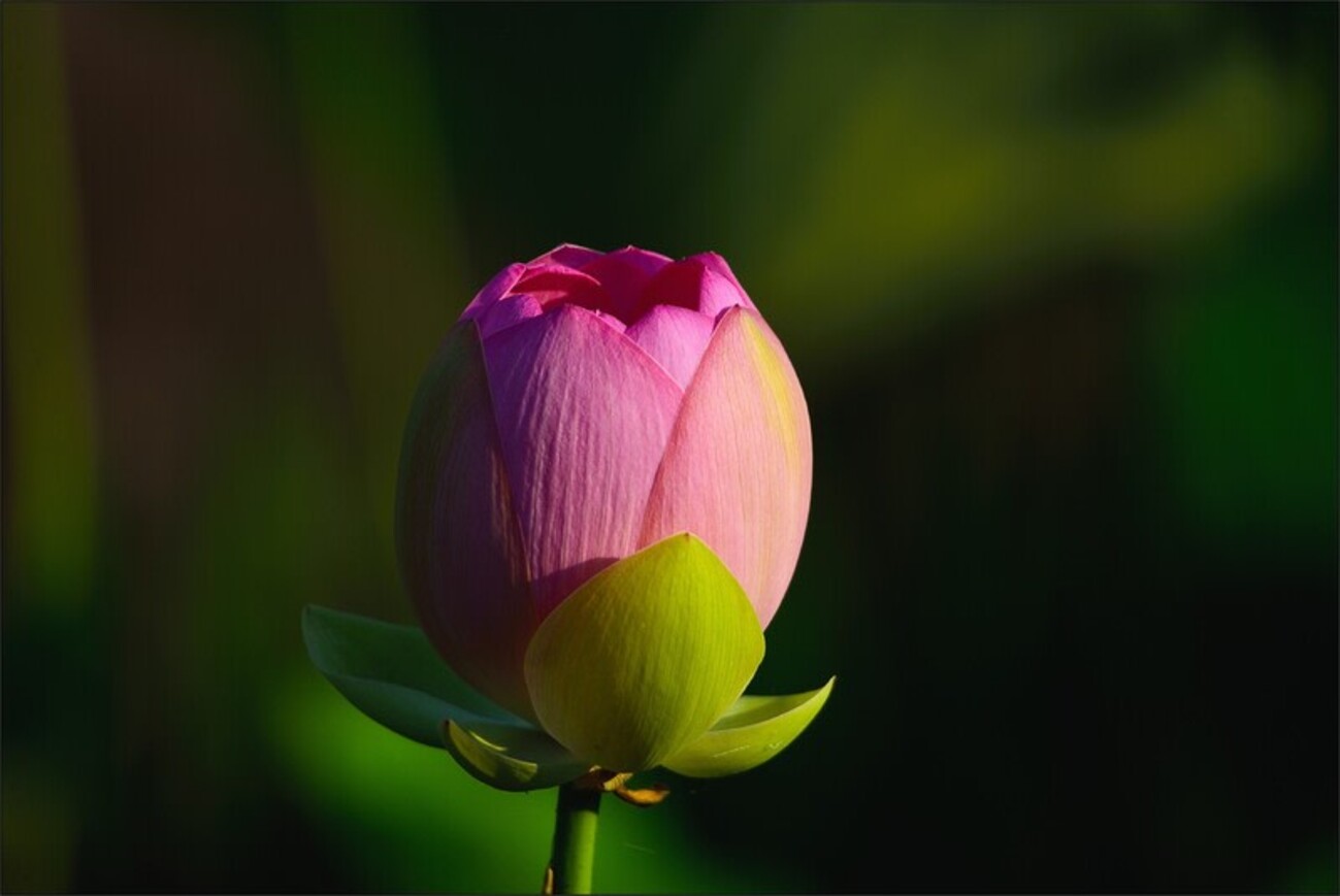 ハ ス の 花 (Ⅱ) - カメラの向こうに自然が見える!