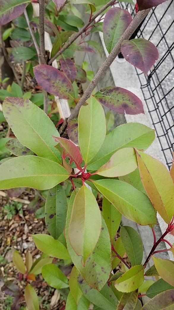 レッドロビンとは 動植物の人気 最新記事を集めました はてな