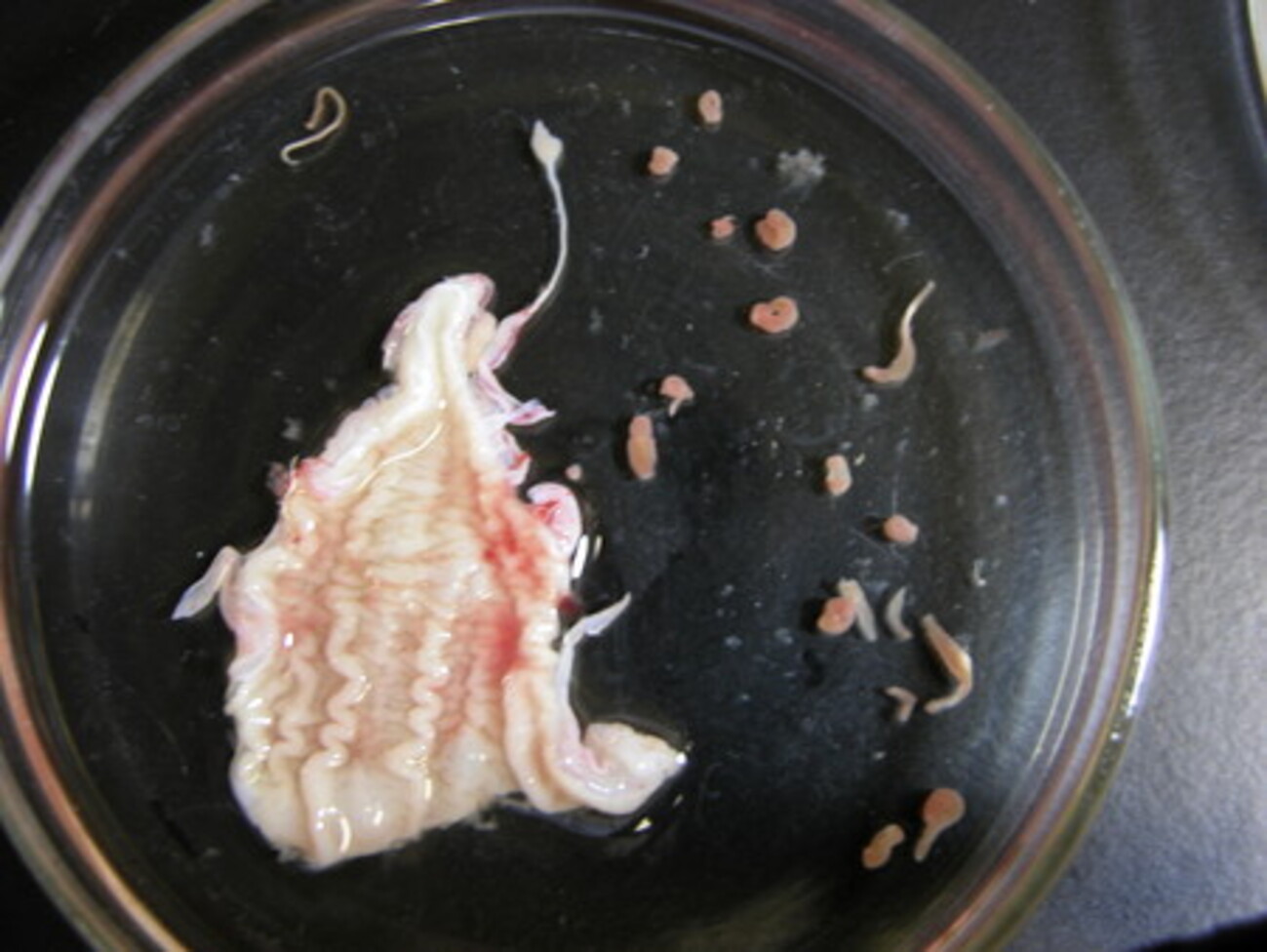 backend=imagemagick;version=1;