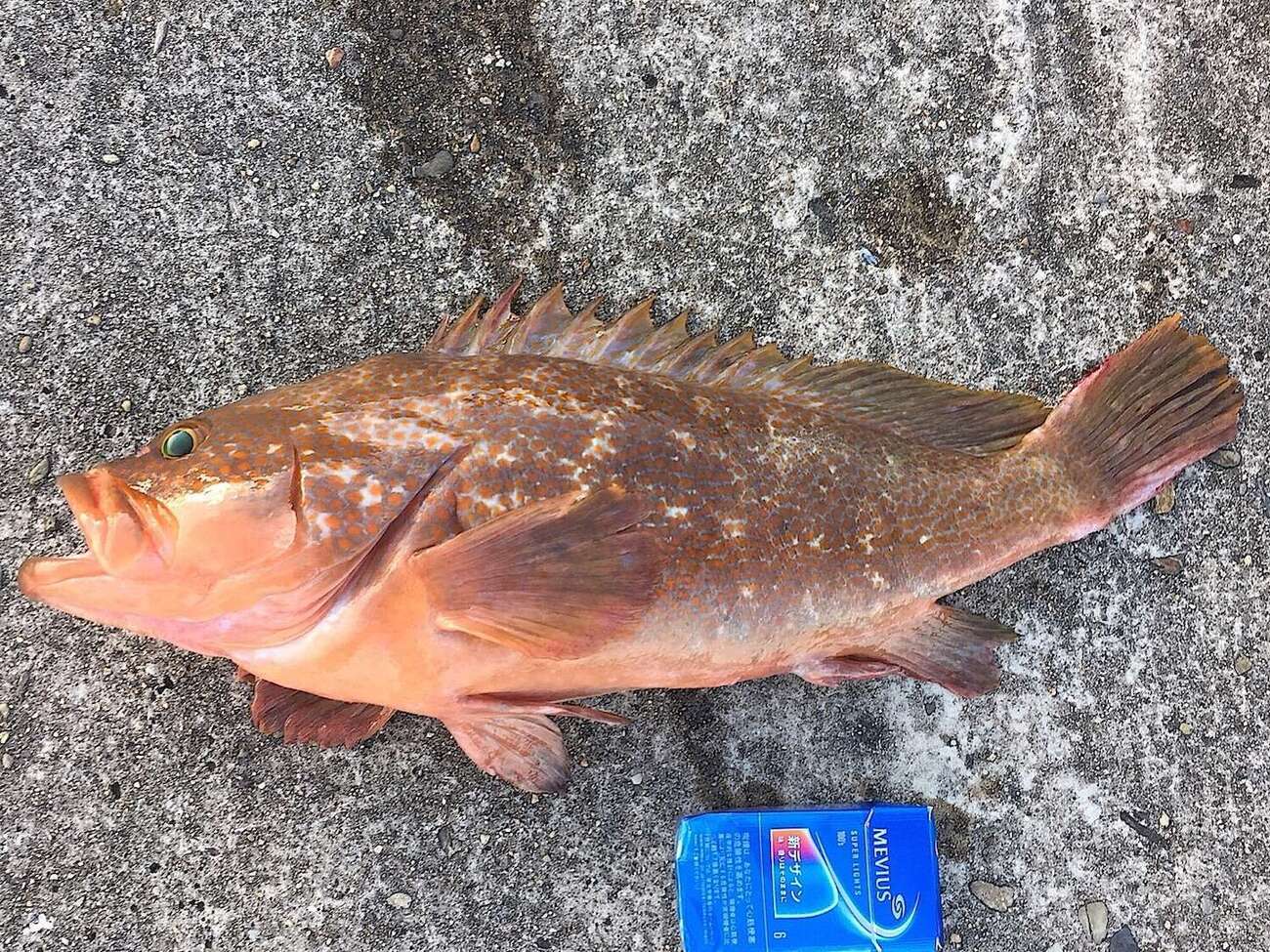 アコウ（キジハタ）の値段やキロ単価とは？幻の高級魚の相場価格