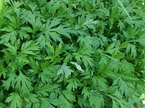 よもぎとは 動植物の人気 最新記事を集めました はてな よもぎとは 動植物の人気 最新記事を集めました はてな