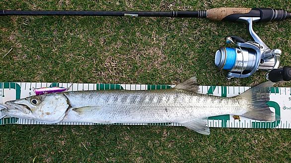 海の藻屑とは 動植物の人気 最新記事を集めました はてな