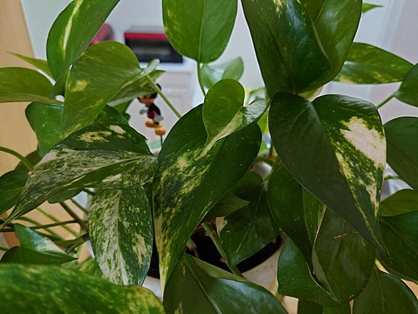 ポトスとは 動植物の人気 最新記事を集めました はてな
