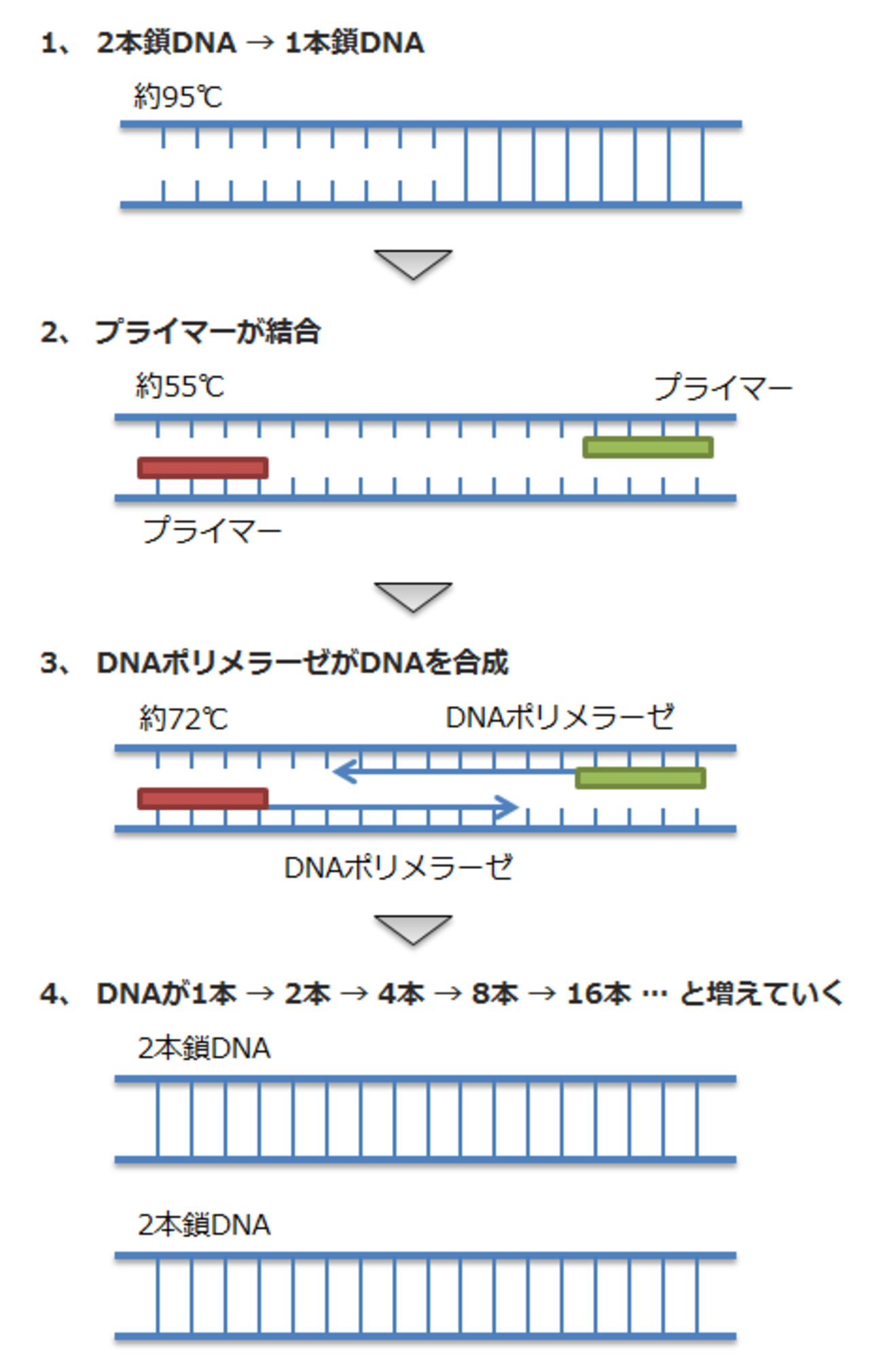 第30回20 核酸の問題、PCR法のくわしい解説 - 合格するぞ！管理栄養士国家試験