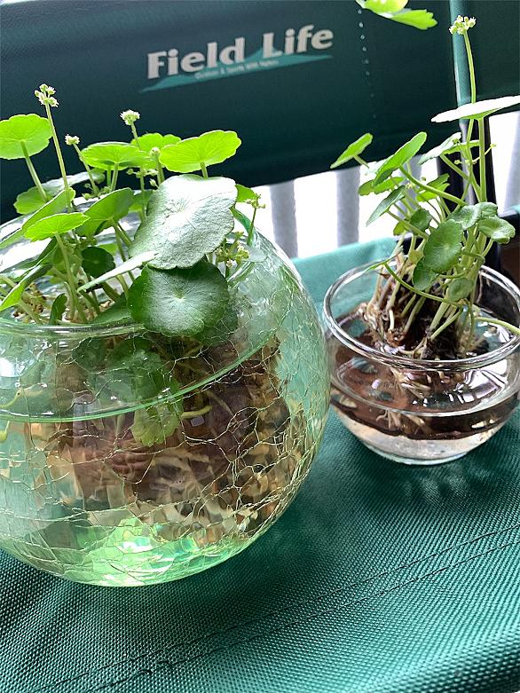 ウォーターコインとは 動植物の人気 最新記事を集めました はてな ウォーターコインとは 動植物の人気 最新記事を集めました はてな
