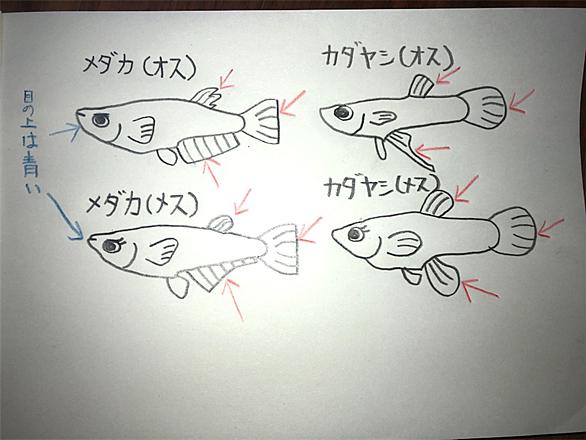 カダヤシとは 動植物の人気 最新記事を集めました はてな