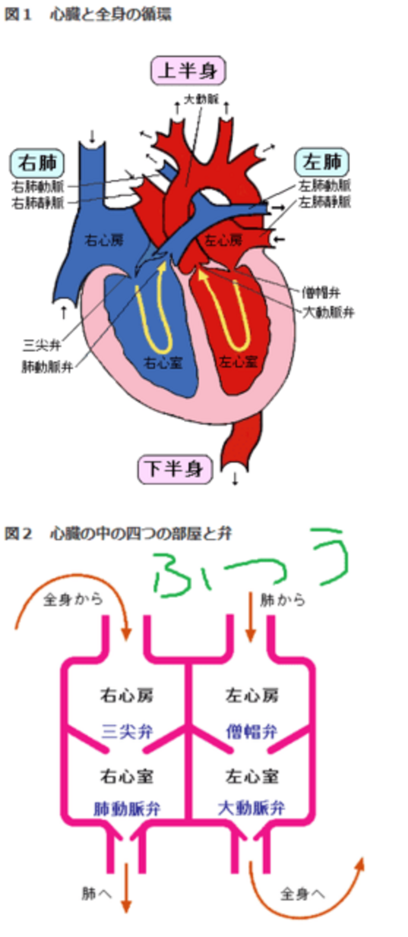 心臓の弁膜症(三尖弁閉鎖不全症) - お二階のコーギー**アンディー