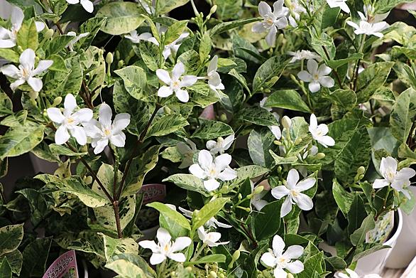 ペンタスとは 動植物の人気 最新記事を集めました はてな ペンタスとは 動植物の人気 最新記事を集めました はてな