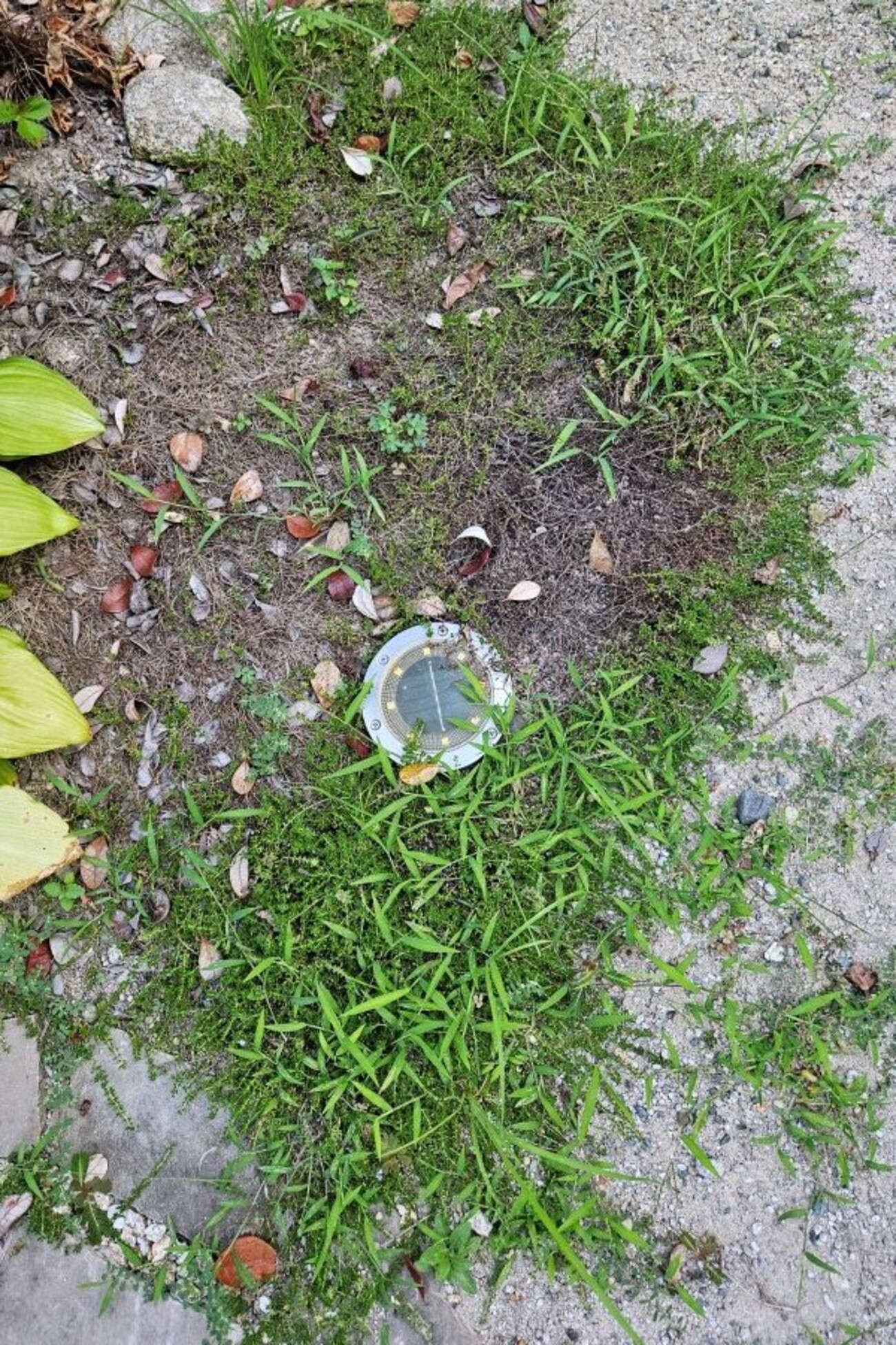 我が家の庭で困った夏の雑草ベスト5位【メヒシバ・コニシキソウ